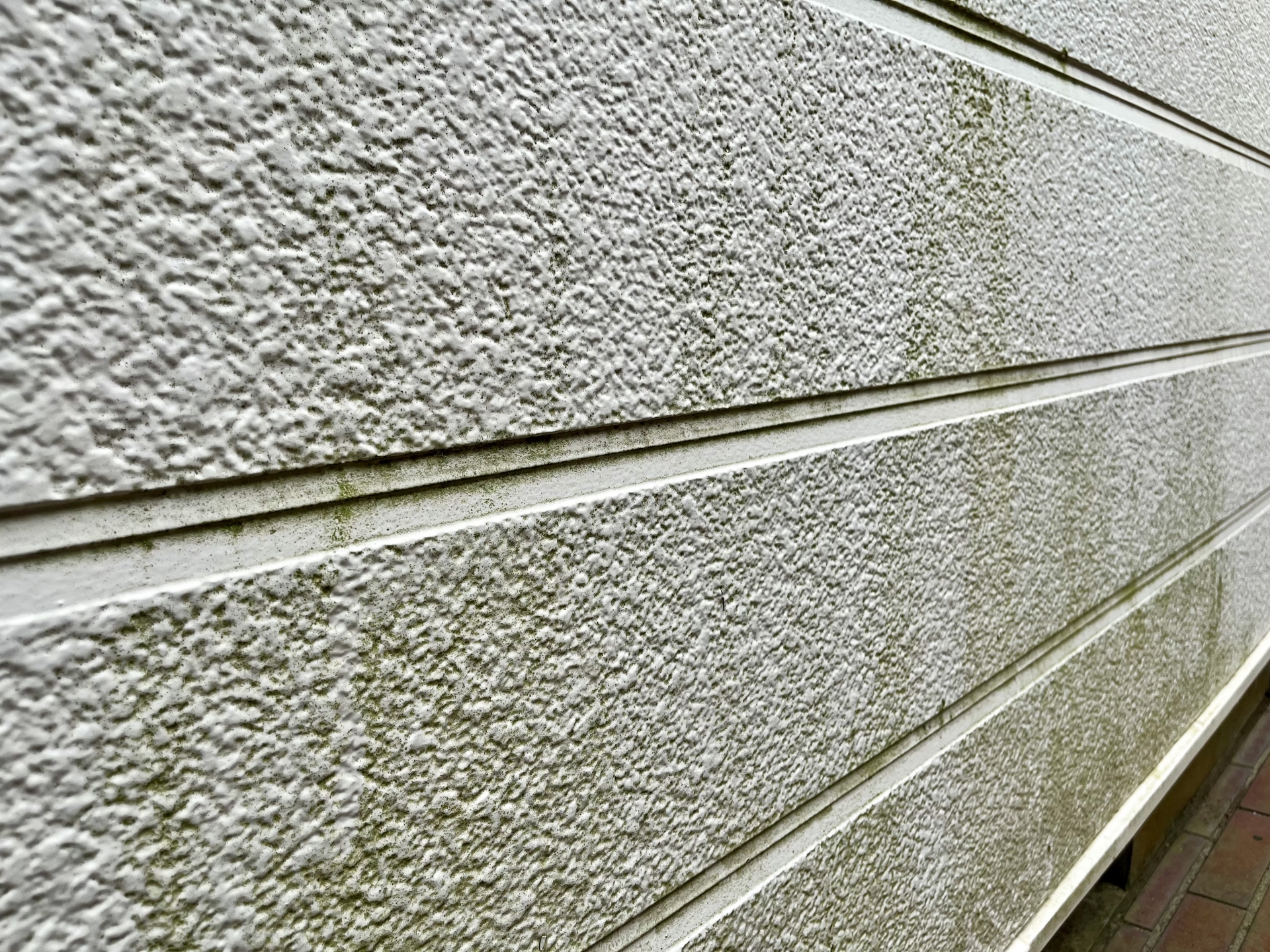 コケ・カビが付着したサイディング壁の様子